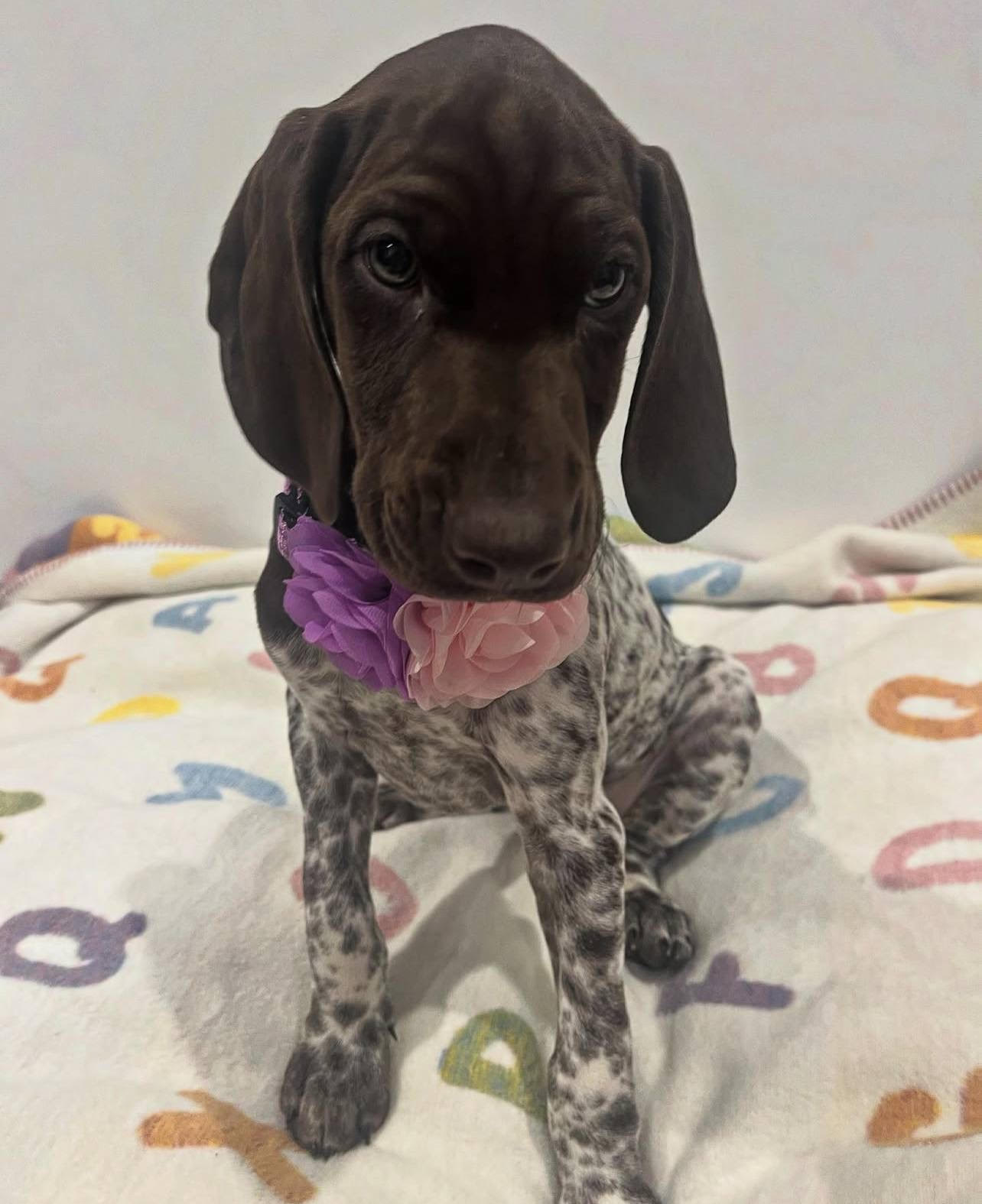 Alia female German Shorthair Pointer